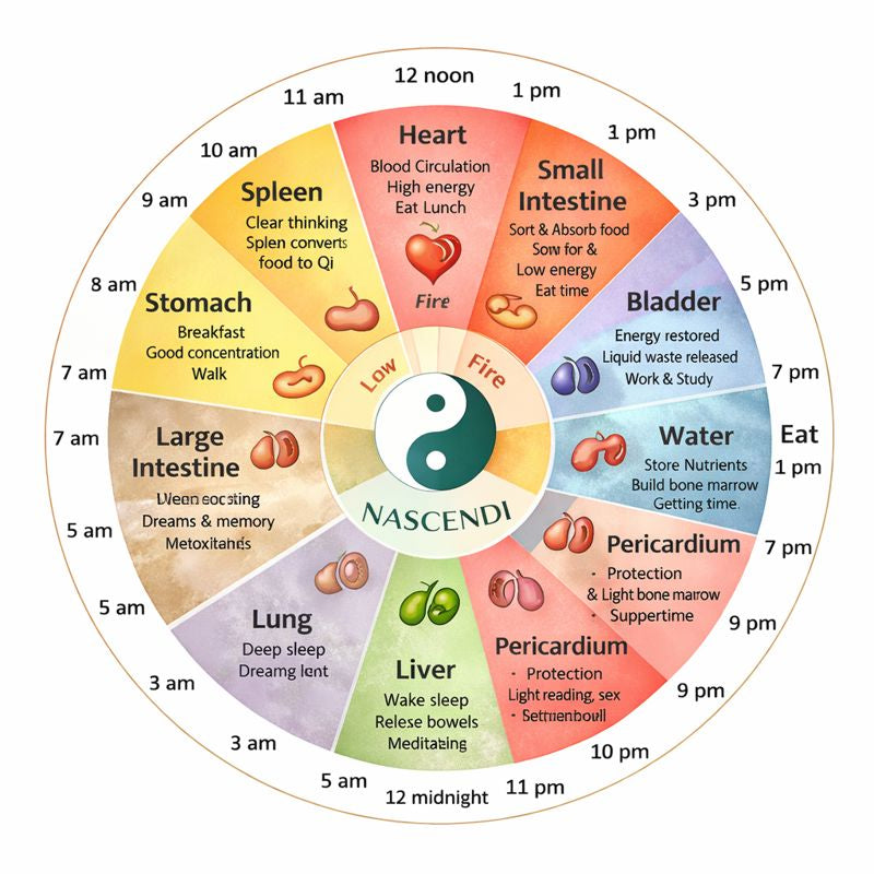 DE 12 HOOFDMERIDIANEN IN DE TRADITIONELE CHINESE GENEESKUNDE